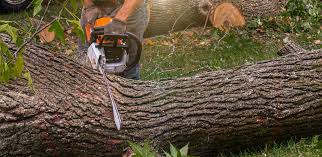 Best Commercial Tree Removal  in Artesia, NM