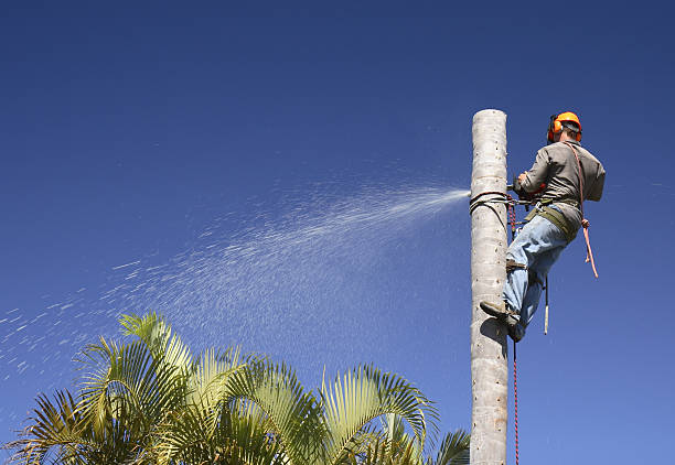 Best Tree Health Inspection  in Artesia, NM