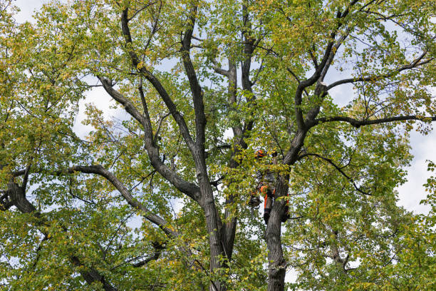 Best Residential Tree Removal  in Artesia, NM